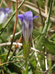 Gentianopsis holopetala