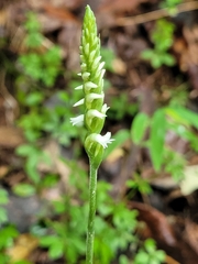 Spiranthes ovalis erostellata