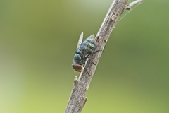 Chrysomya megacephala