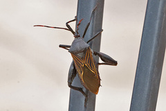 Pachylis neocalifornicus