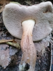 Tylopilus rubrobrunneus