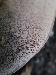 Tylopilus rubrobrunneus