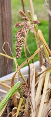 Echinochloa muricata