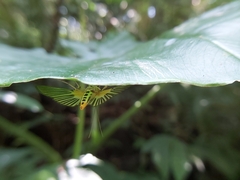 Tyspanodes hypsalis