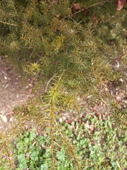 Podocarpus