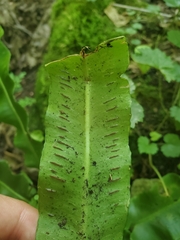 Asplenium scolopendrium americanum