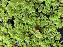 Azolla rubra