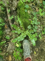 Asplenium scolopendrium americanum