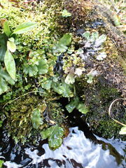 Marchantia polymorpha montivagans