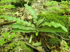 Asplenium scolopendrium americanum