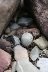 Mammillaria pectinifera