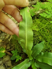 Asplenium scolopendrium americanum