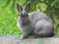 Oryctolagus cuniculus domesticus