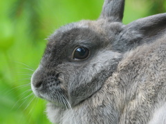 Oryctolagus cuniculus domesticus