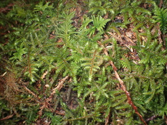 Rhytidiadelphus loreus