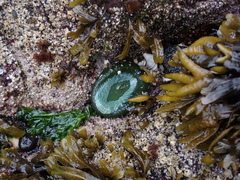 Anthopleura xanthogrammica
