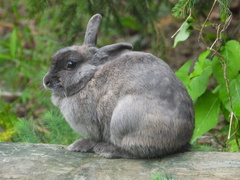 Oryctolagus cuniculus domesticus