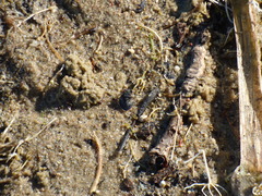 Gelastocoris oculatus