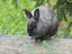 Oryctolagus cuniculus domesticus