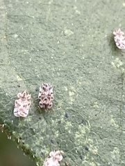 Corythucha marmorata