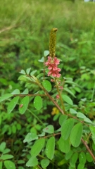 Indigofera hirsuta