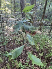 Litylenchus crenatae