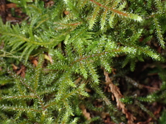 Rhytidiadelphus loreus