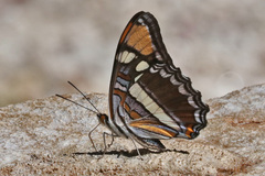 Adelpha eulalia