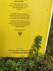 Gaultheria hispidula