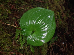 Maianthemum dilatatum