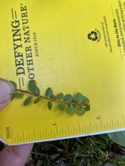 Gaultheria hispidula