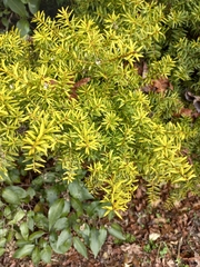 Podocarpus