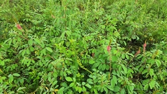 Indigofera hirsuta