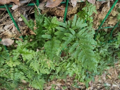 Pteris semipinnata
