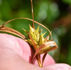Carex intumescens