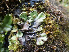 Marchantia polymorpha montivagans