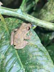 Pristimantis diadematus
