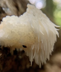 Hericium