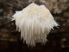 Hericium