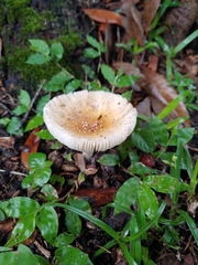 Amanita
