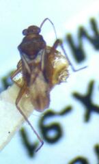 Gerromorpha
