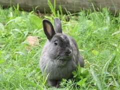 Oryctolagus cuniculus domesticus
