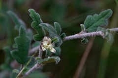 Xanthosia pilosa