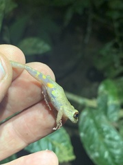Pristimantis diadematus