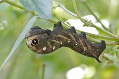 Xylophanes falco