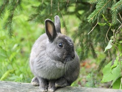 Oryctolagus cuniculus domesticus