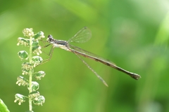 Lestes forcipatus