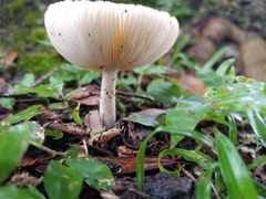 Amanita