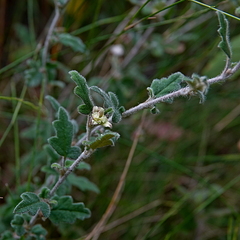 Xanthosia pilosa