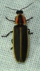 Pyractomena